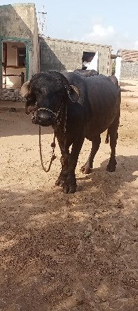 પાડો