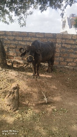 ભેસવેચવાનીછે