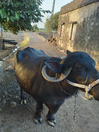 ભેસ