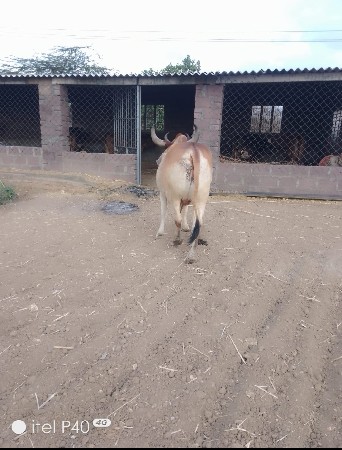આ બળદ વેચવાના છે