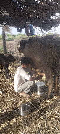ભેંસ વેચવાની છે