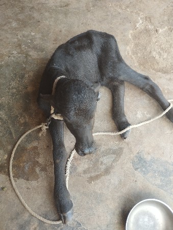 દીનેશ