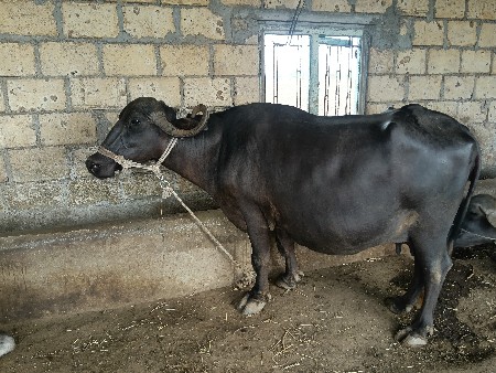ભેંશ વેસવાની સે