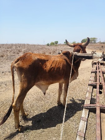 બળદ વેચવાનો છે