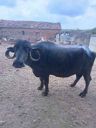 નવમો મહિનો ભેંસ વેચવાની છે