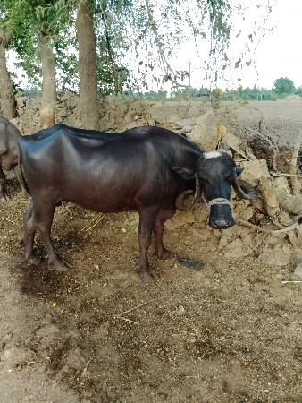 વેસવાની છે
