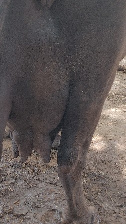 ભેંસ વેચવાની છે