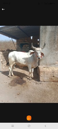 ગોઠલા