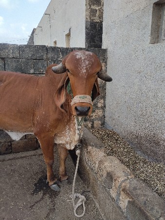 ગીર વોડકી વેચવાની છે