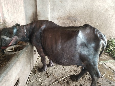 ભેંસ વેચવાની છે