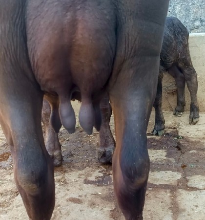 ભૅચ વૅચવાની છૅ