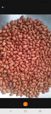 જે 20 નું બીયારણ વેચવા નું છે