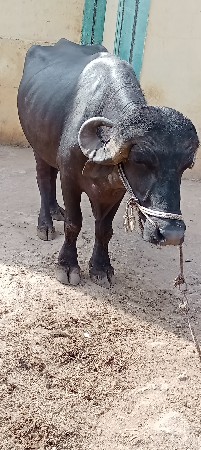 પાડો