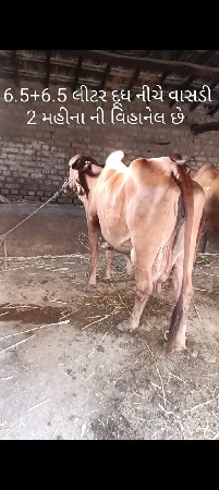 5 ગાયું વેચવા ની સે