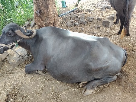 ભેંસ