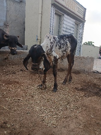 ગાય વેચવાની છે