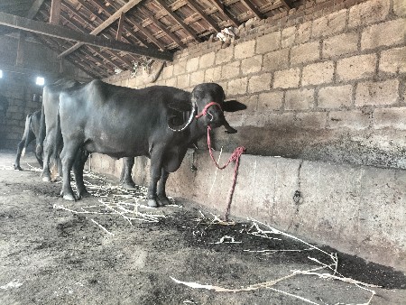 ભેંસ