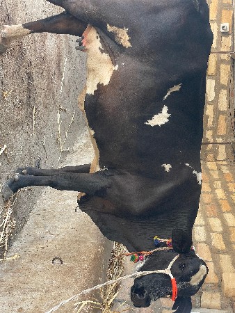 ગાય વેચવાની છે