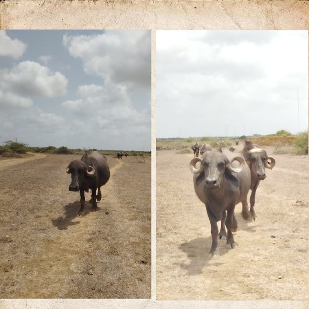 1 મહીના ના કાચા