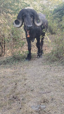 પાડો વેચવાનો છે