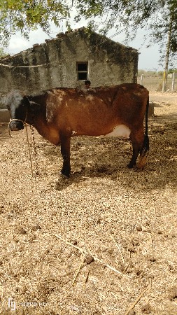 જર્સી ગાય વેચવાની છે