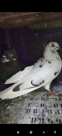 એક જોડી વેચવાની છે