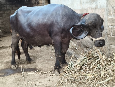 ભેંસ વેચવાની છે
