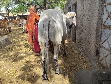 વેચવાના