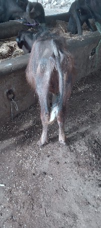 પાડો