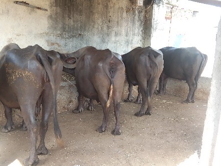 ભેસુ વેચવાની યુ છે
