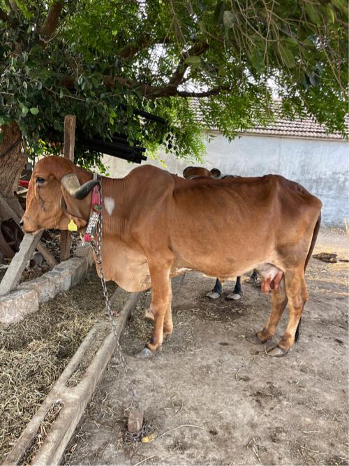 આ ગીર ગાય 🐄 વેચવાની છે