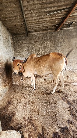 ગાય વેસવા ની છે