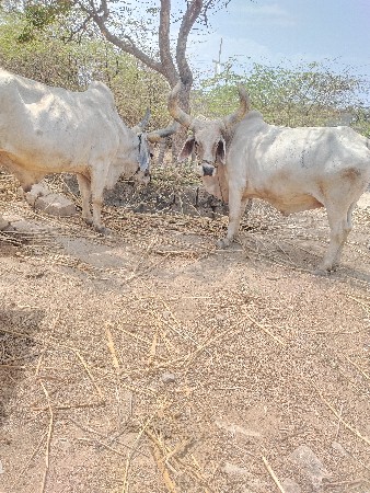 આ બળદ વેચવાના છે