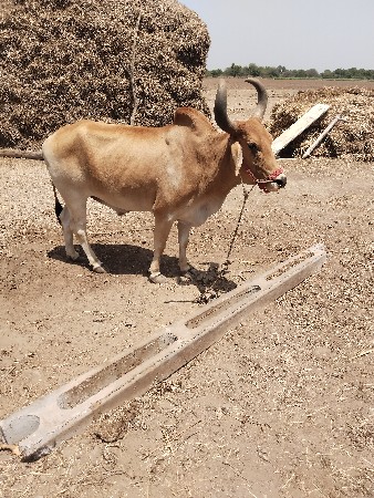 બળદ વેચવાના છે.