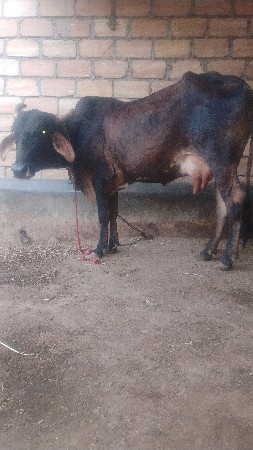 આ ગય વેલી તકે આપી દેવાની છે