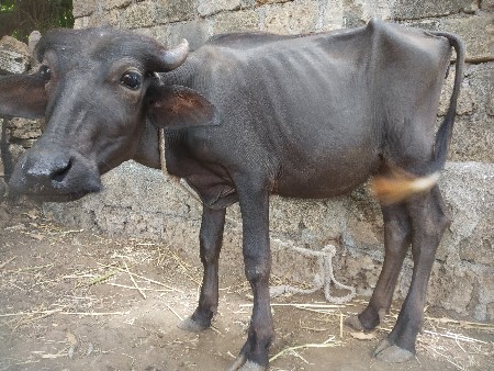 બે પાડી વેચવાની છે
