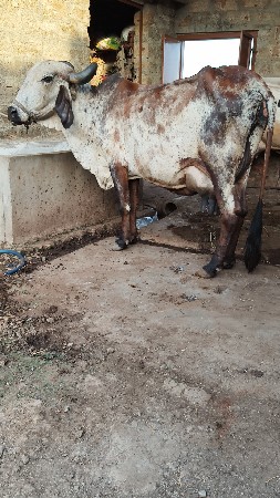 2  ગાયુ વેસવાનિ છે