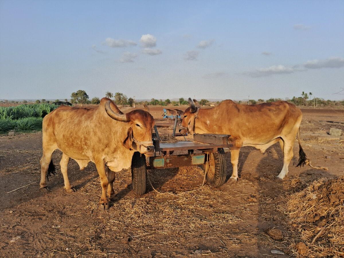 3 ધર વાવેલા