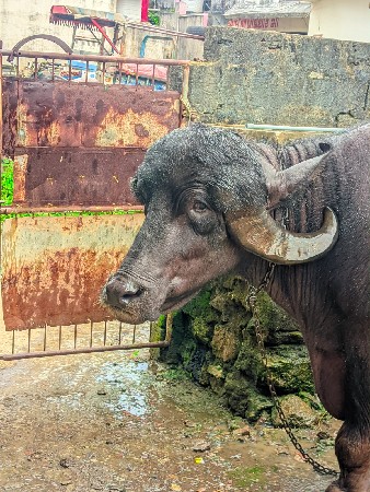 ભેંશ વેશવા ની છે