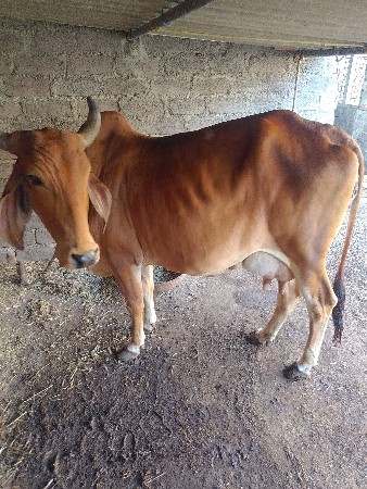 ત્રણ વેતરની