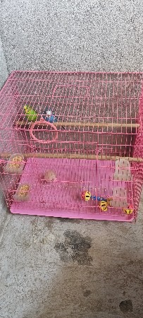 bajri tota pinjru free