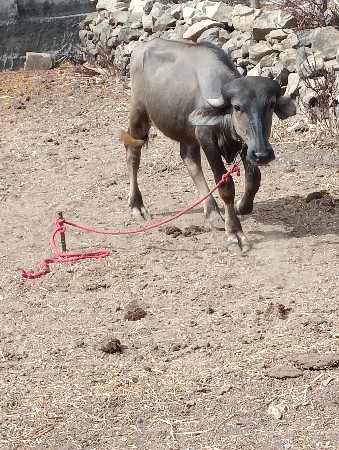 પાડી પોપલી વેચલાની છે