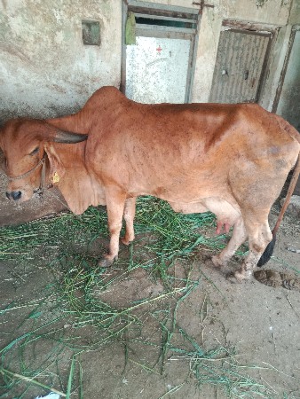 ઓરીજનલ.ગીર.ગાય.