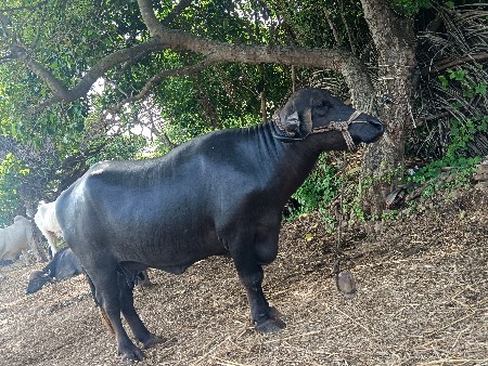 ભેંશ વેચવા ની છે