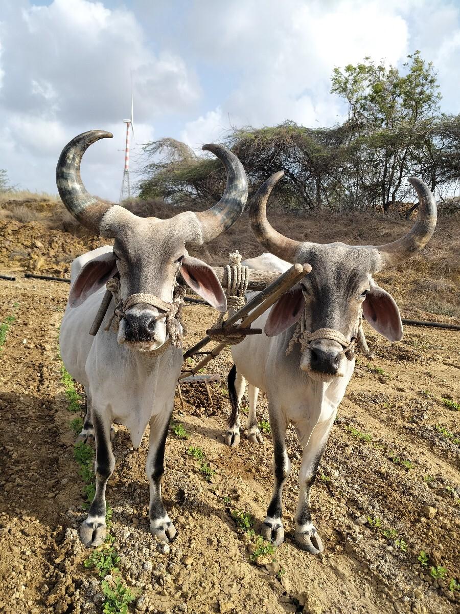 બળદ વેચવા ના છે.