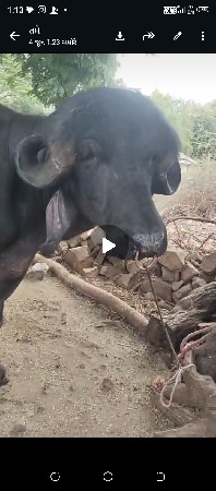પાડો વેચવાનો છે