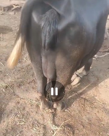 ટોટલ જવાબદારીથી આપવાની છે