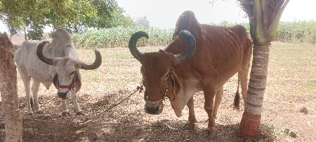 બડદ