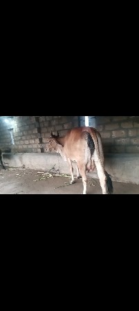 બે ગાય વેચવાની છે