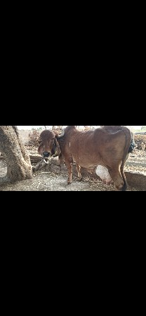 ગીર ગાય વેચવાની છે